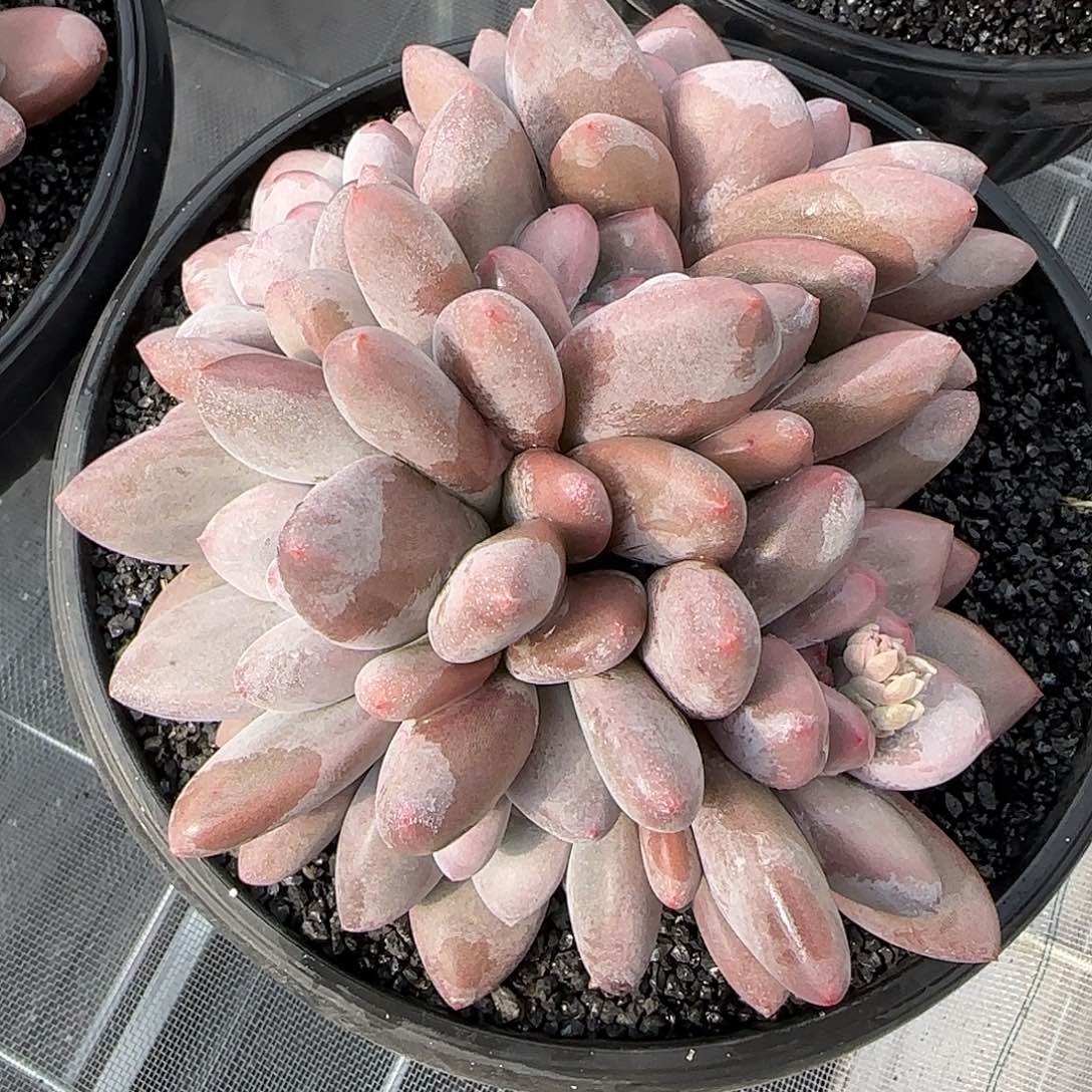 从前慢花园精选香水