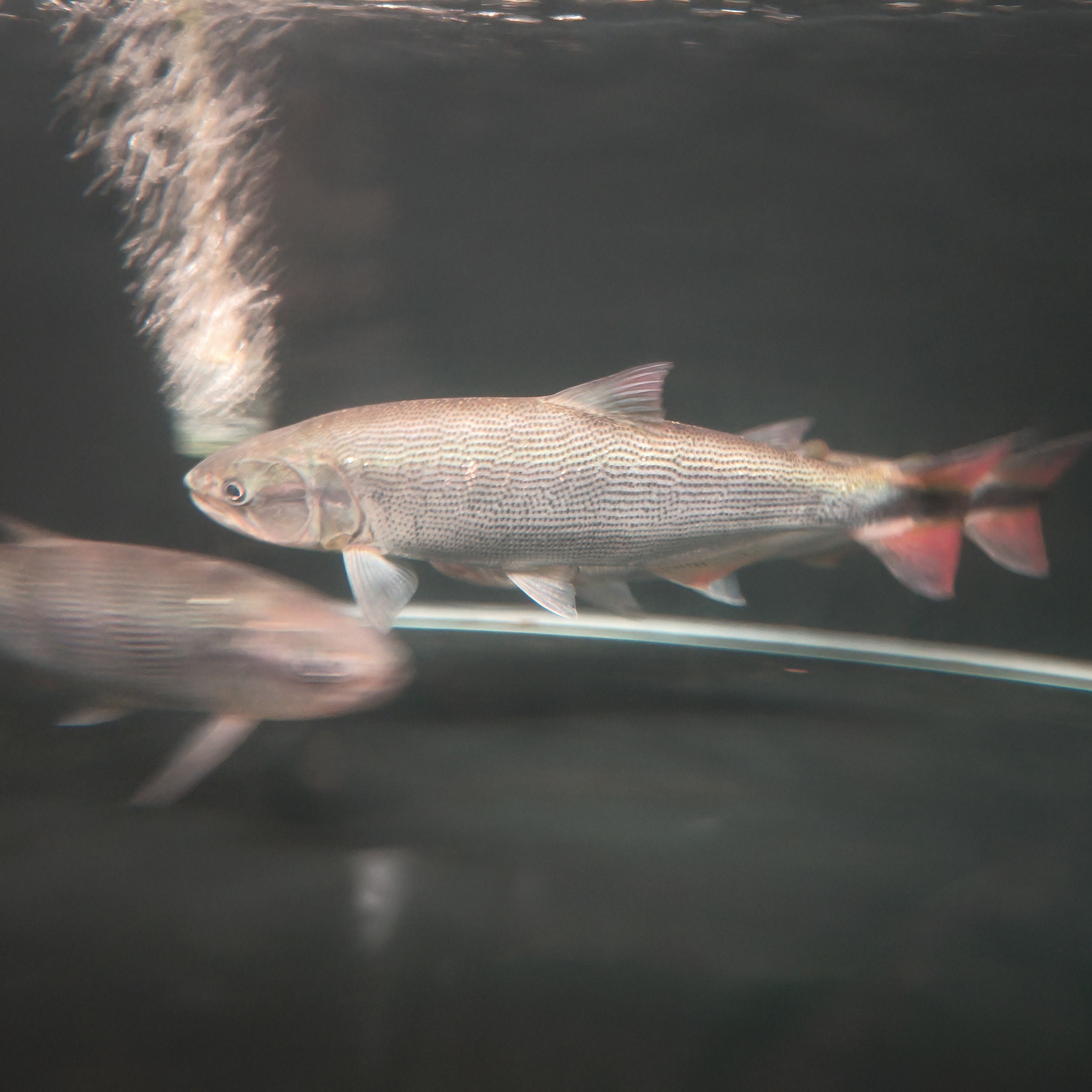 黄金河虎凶猛好养