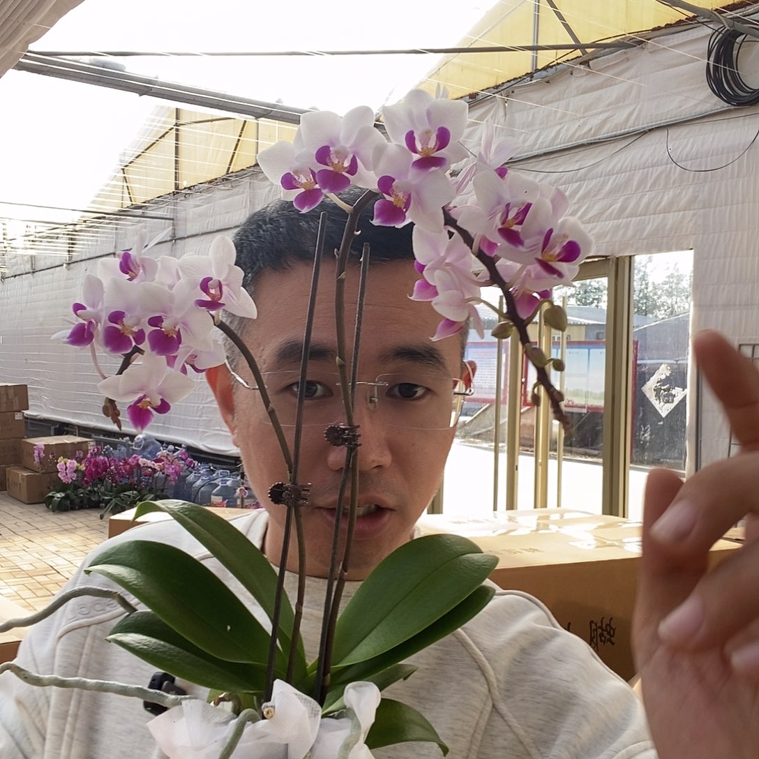 完全开放欧品小花林次丰花型