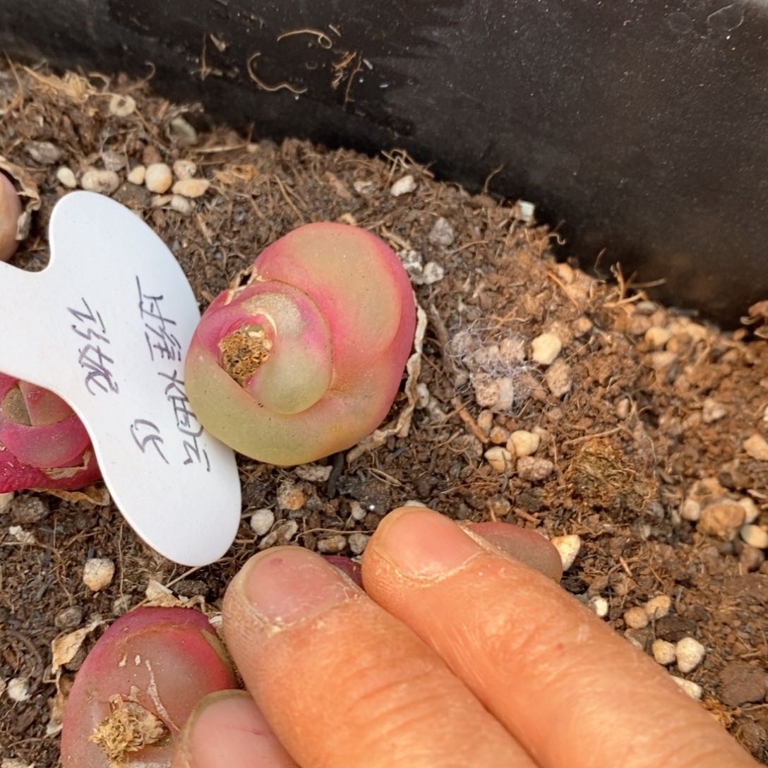 精品多肉一物一拍不包整806