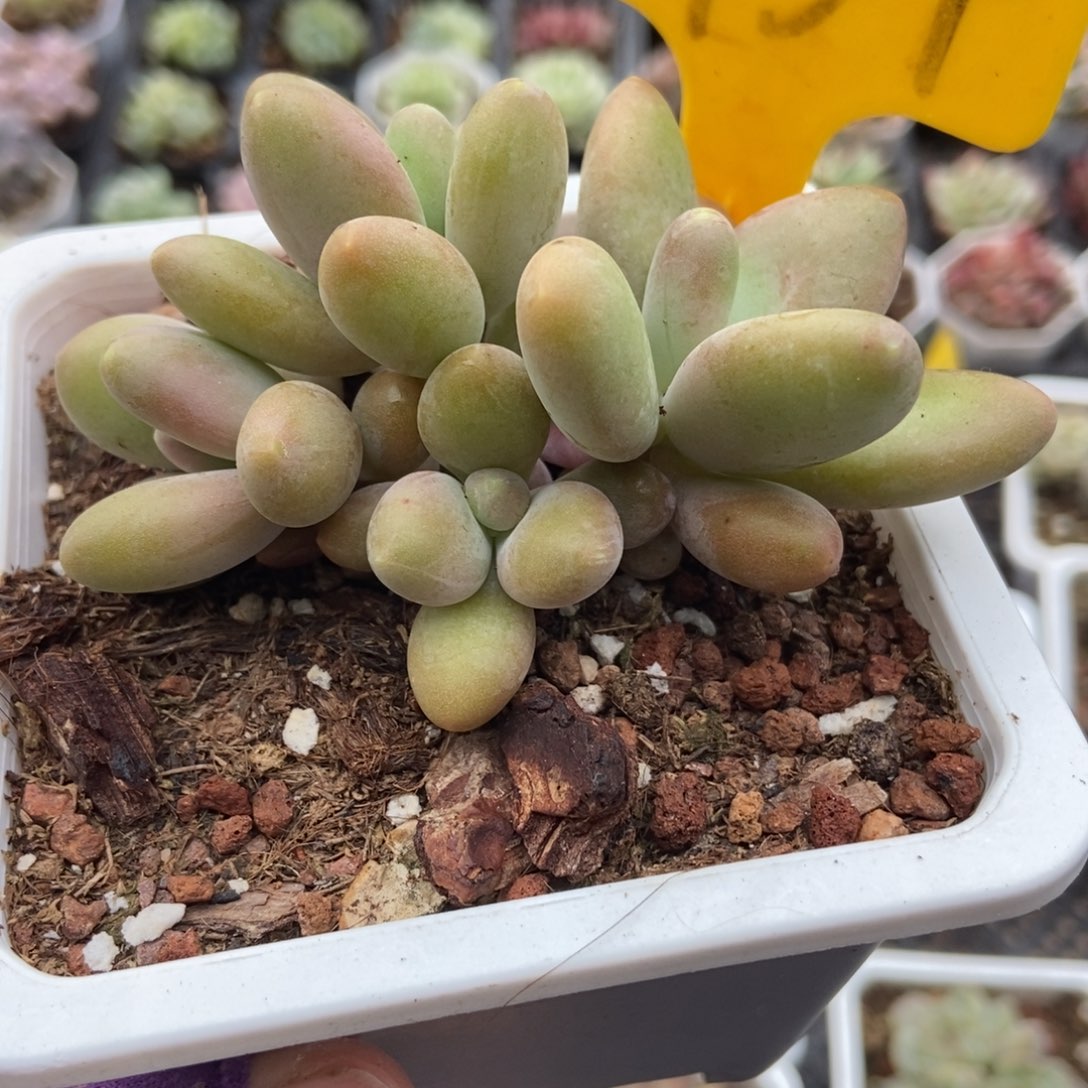 1934芒果奶多肉植物