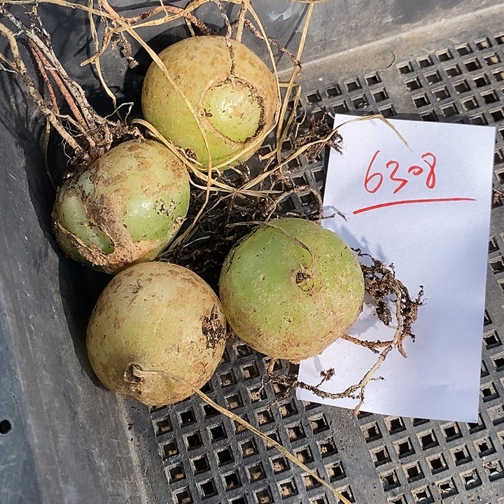 6308。 苍角殿4.5厘米。 一颗。  