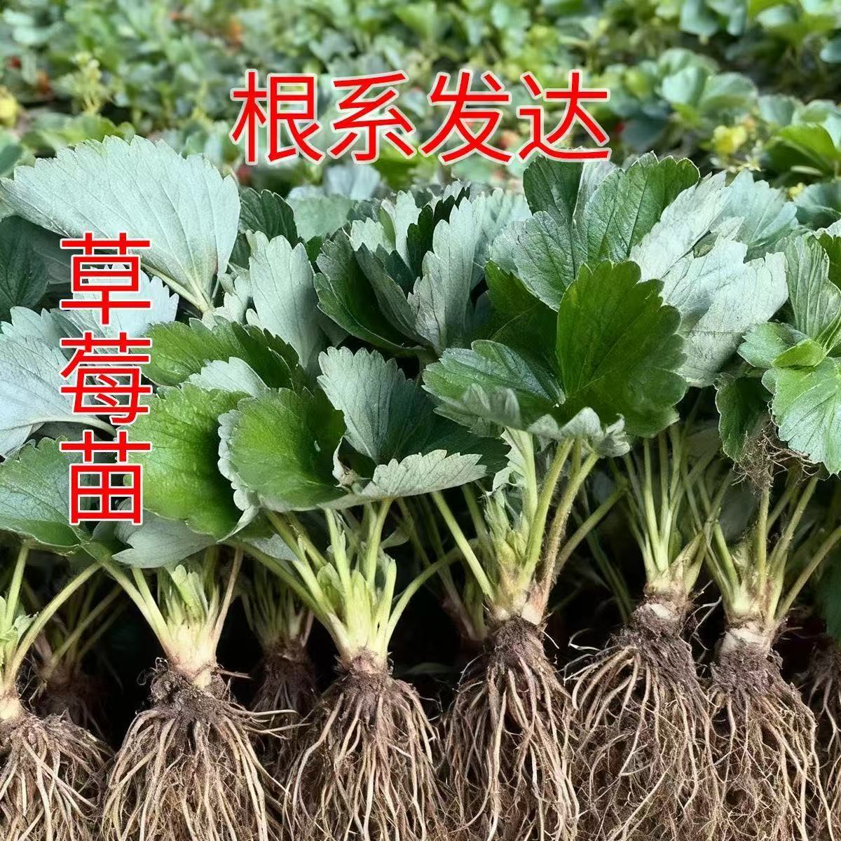 （到手20颗裸根苗）奶油草莓苗久香红颜阳台庭院盆栽四季结果苗