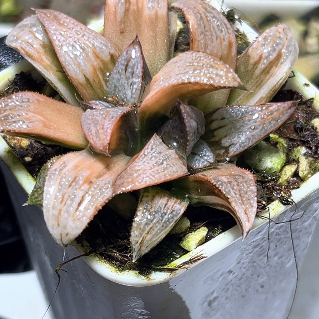 恭喜发财大吉大利0585