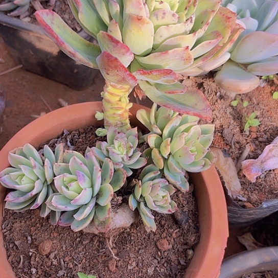 多肉植物。。。。。。。。。。。。。