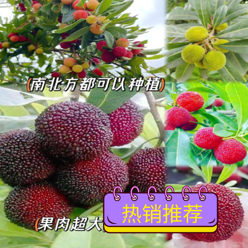 杨梅树大树嫁接正宗东魁永冠杨梅苗带土黑炭早熟盆栽果树苗种植