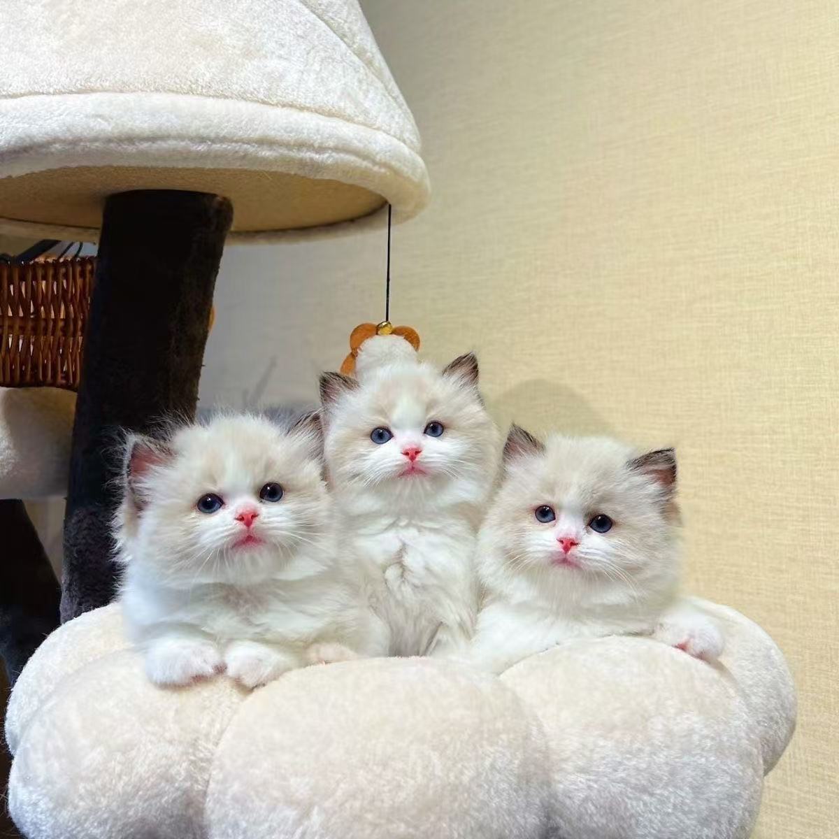 狸花猫幼猫出售宠物猫购买猫咪活体猫咪直播间宠物活体直播间买猫