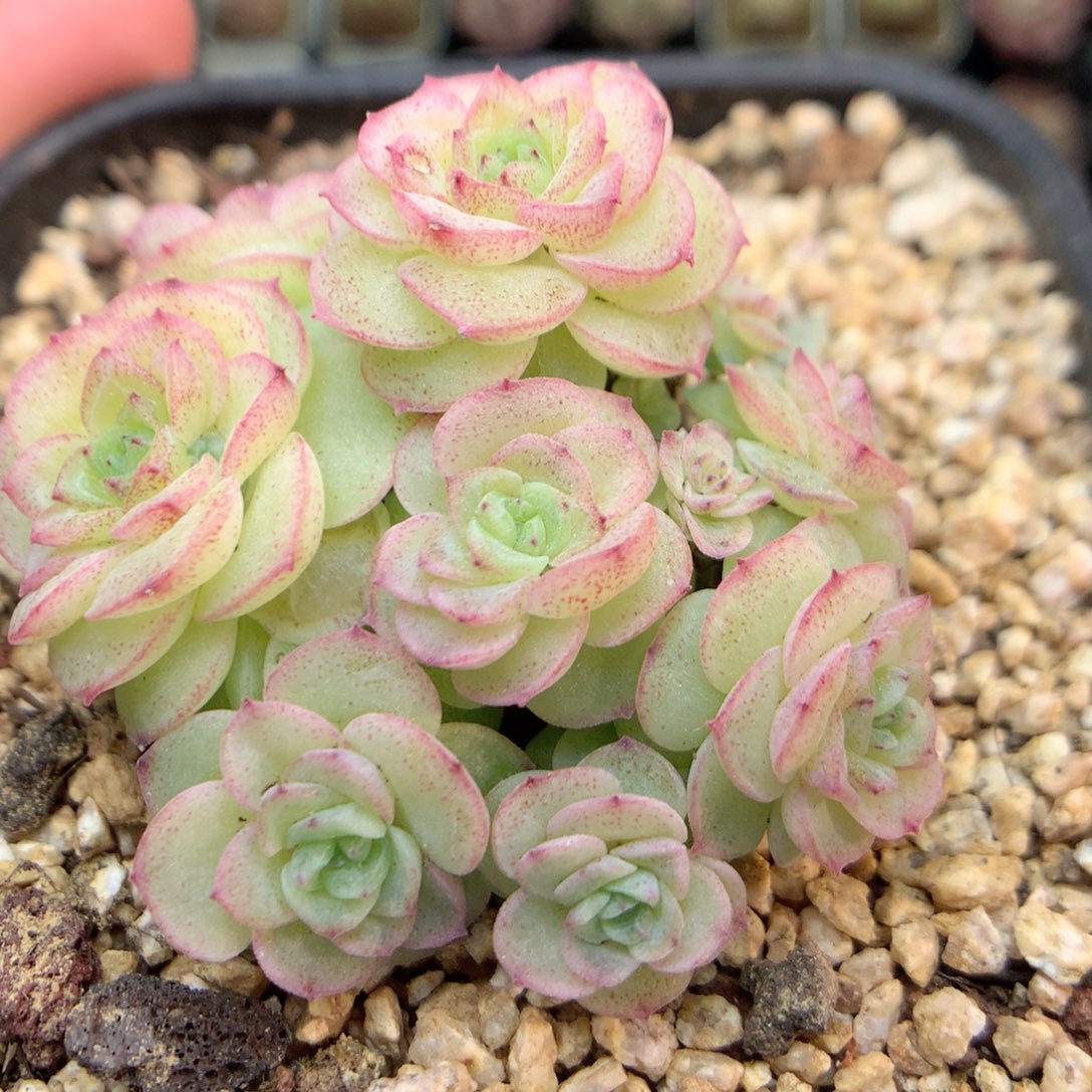 Q149新品优选编号小脸朵朵群