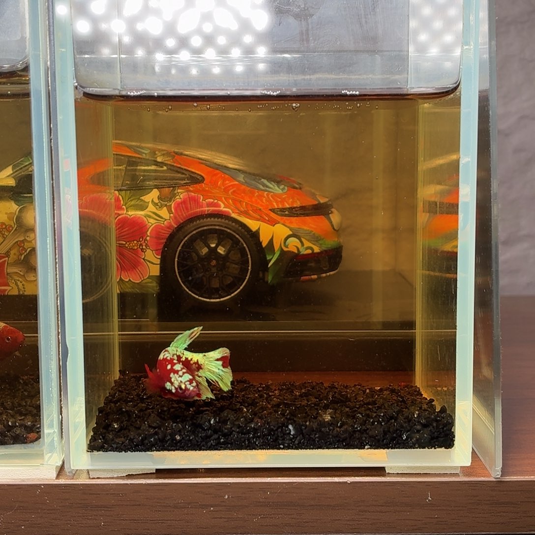 斗鱼彩金将军公鱼