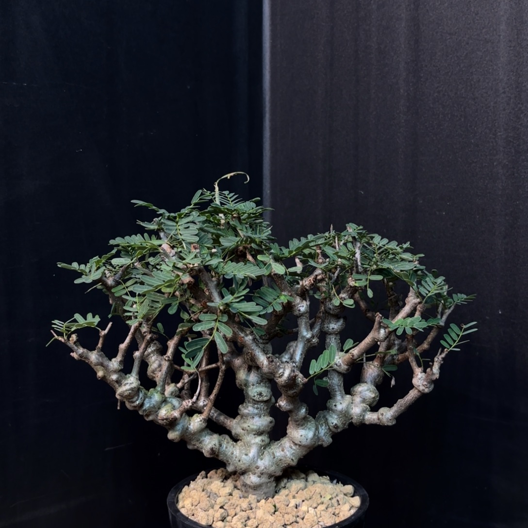 沙漠苏木全场8折带盆发货
