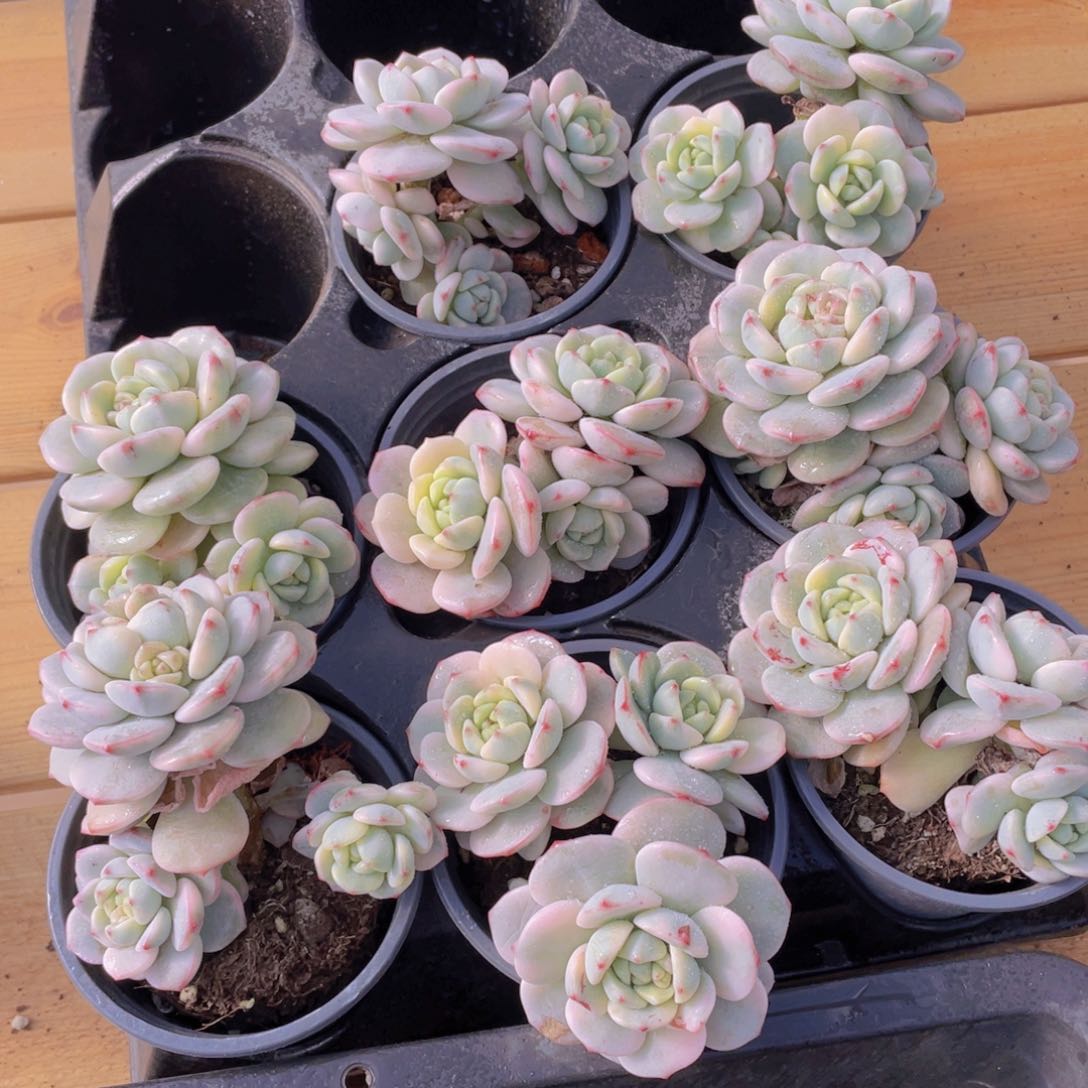 1569号 香草锦大群生一个