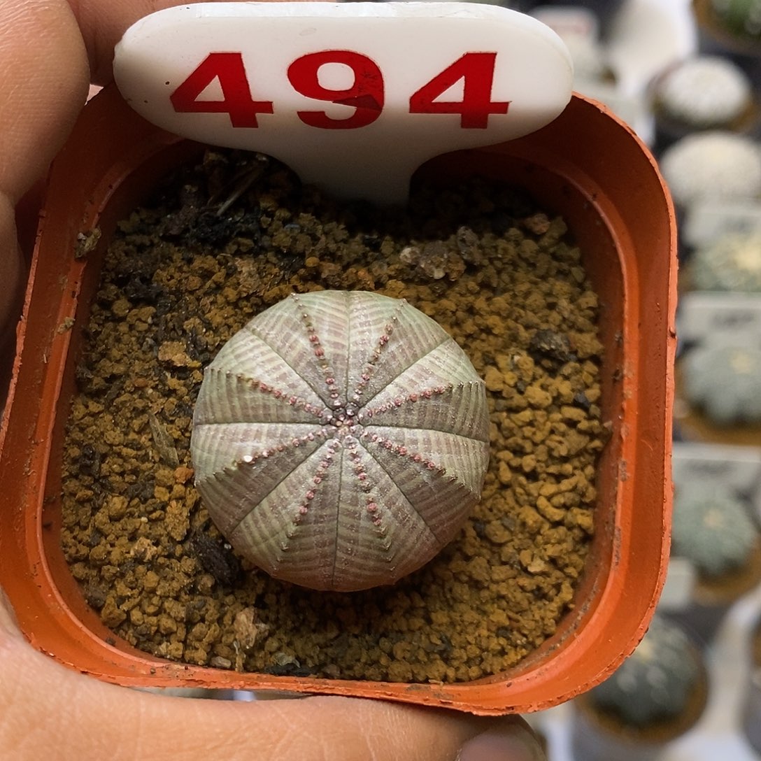 494实生布纹特价来了