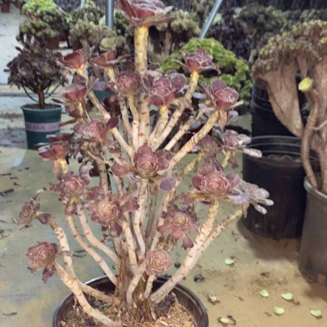 平****圆叶多肉植物040 