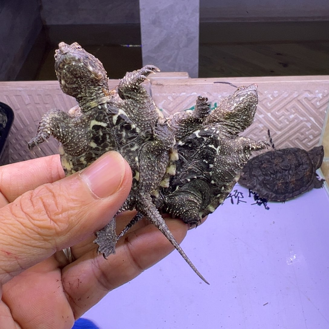 宠物龟母客户挑选