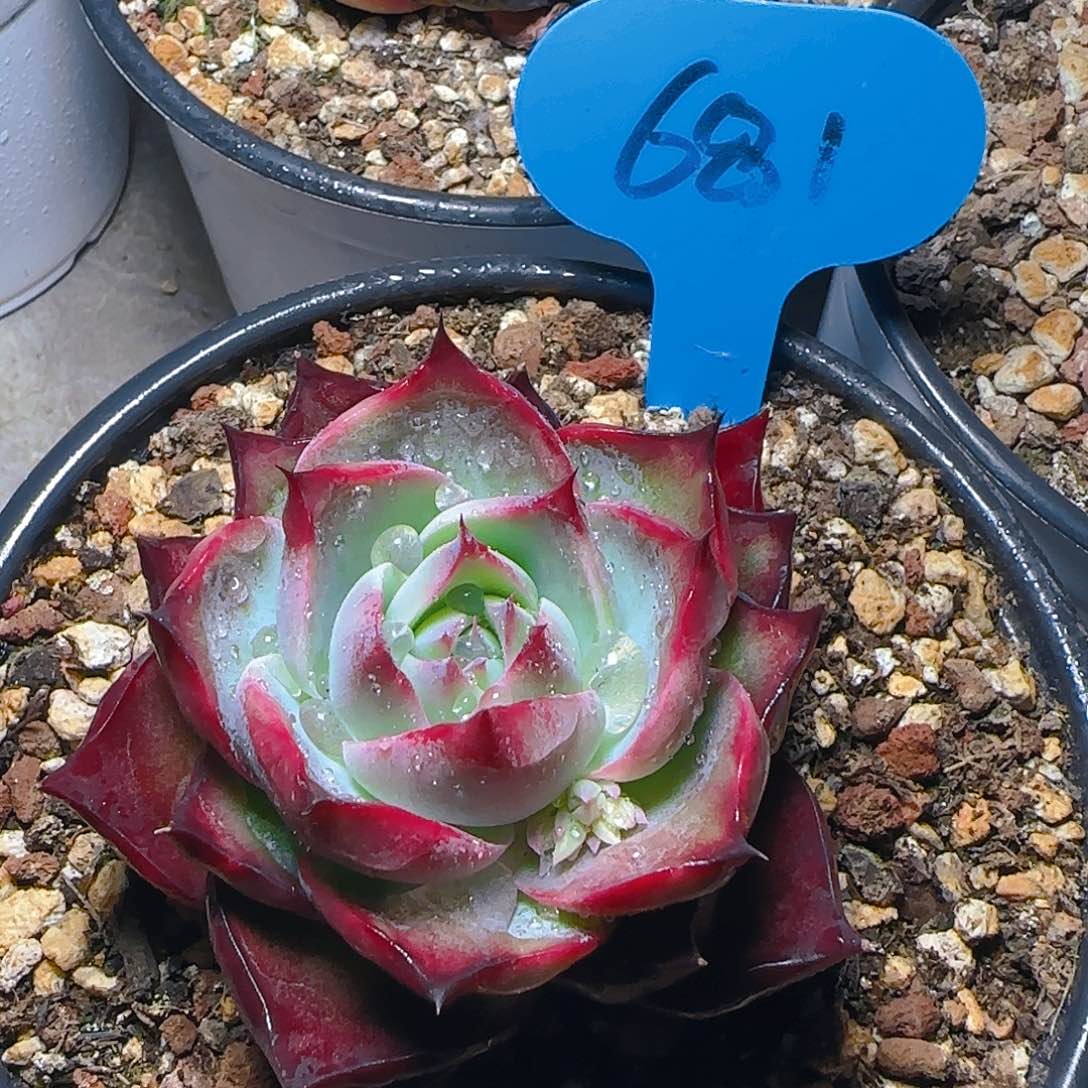 惊鸿仙子一物一拍681号