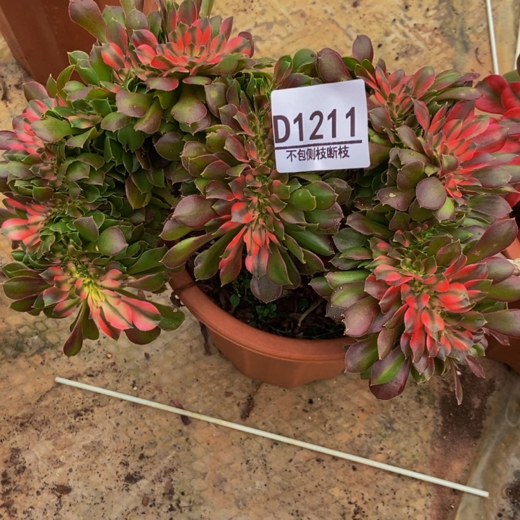 【闪购商品】他1211香妃高锦多肉