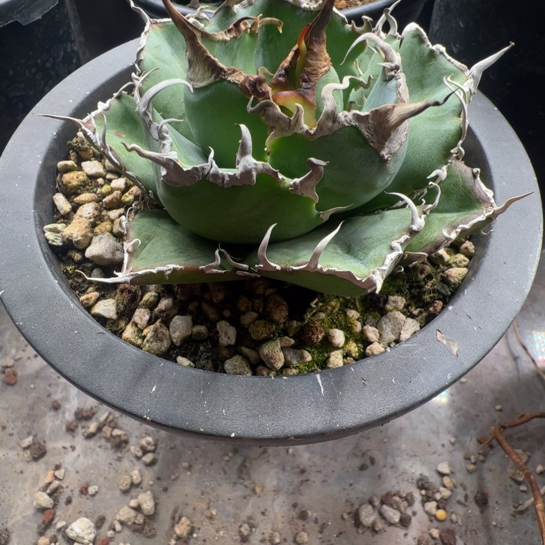 q***s白鲸大大大大大甲