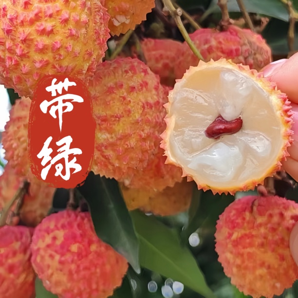 【川渝以外】合江精品晚熟荔枝带绿 08年奥运水果