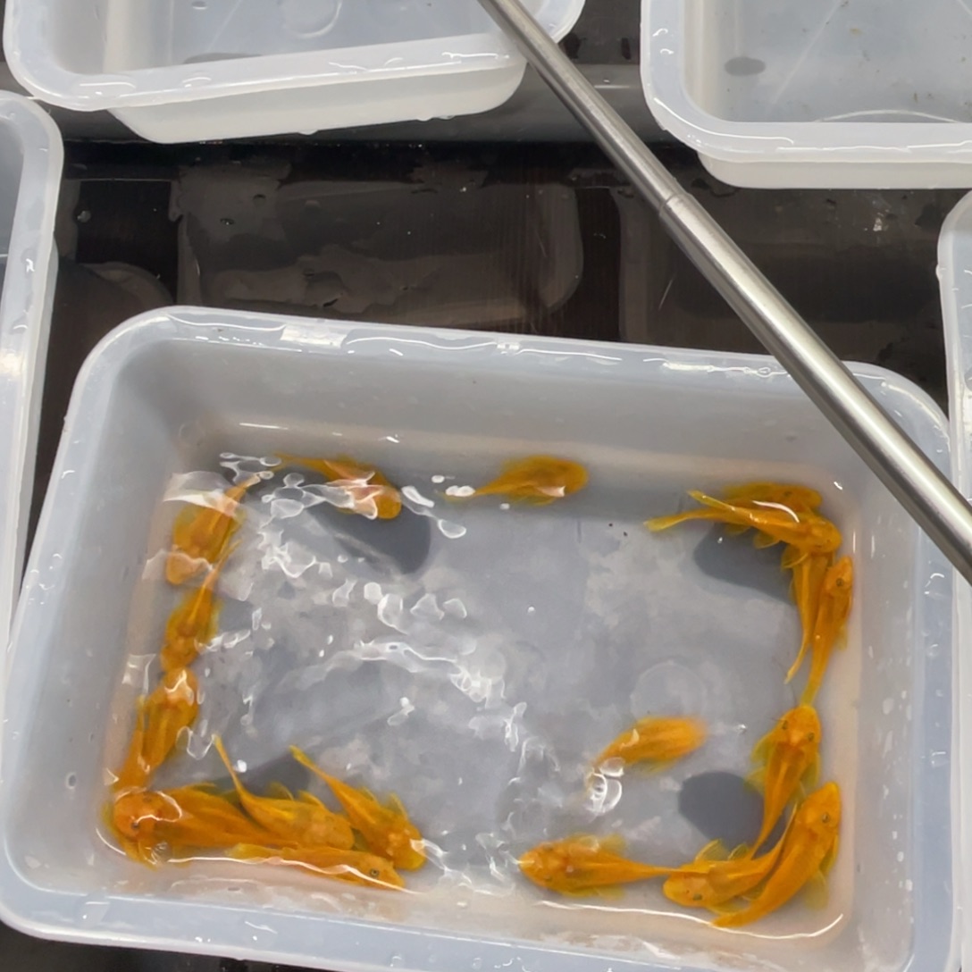 清道夫鱼中号胡子20条开箱视频报损