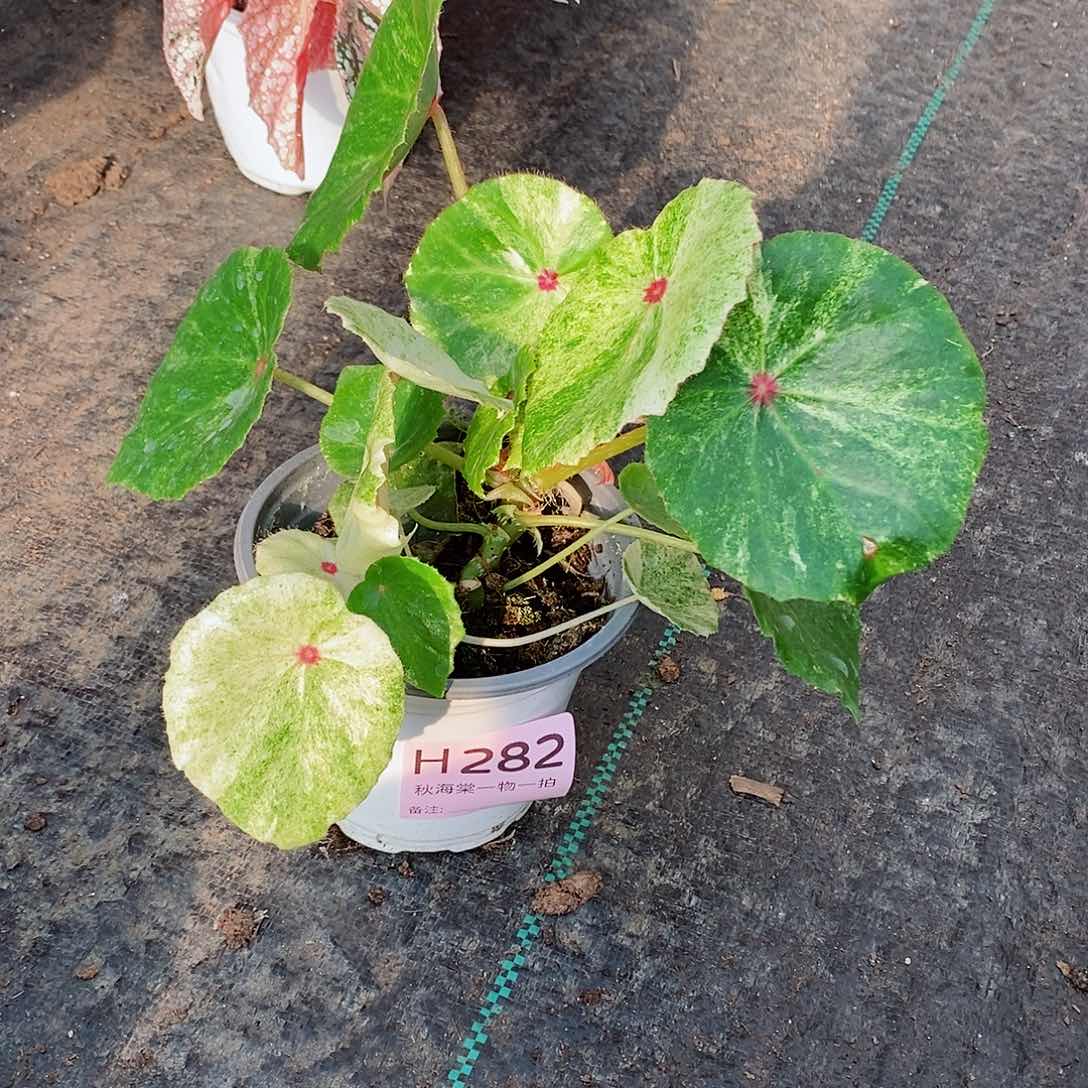 不开花植物向***炮秋海棠282