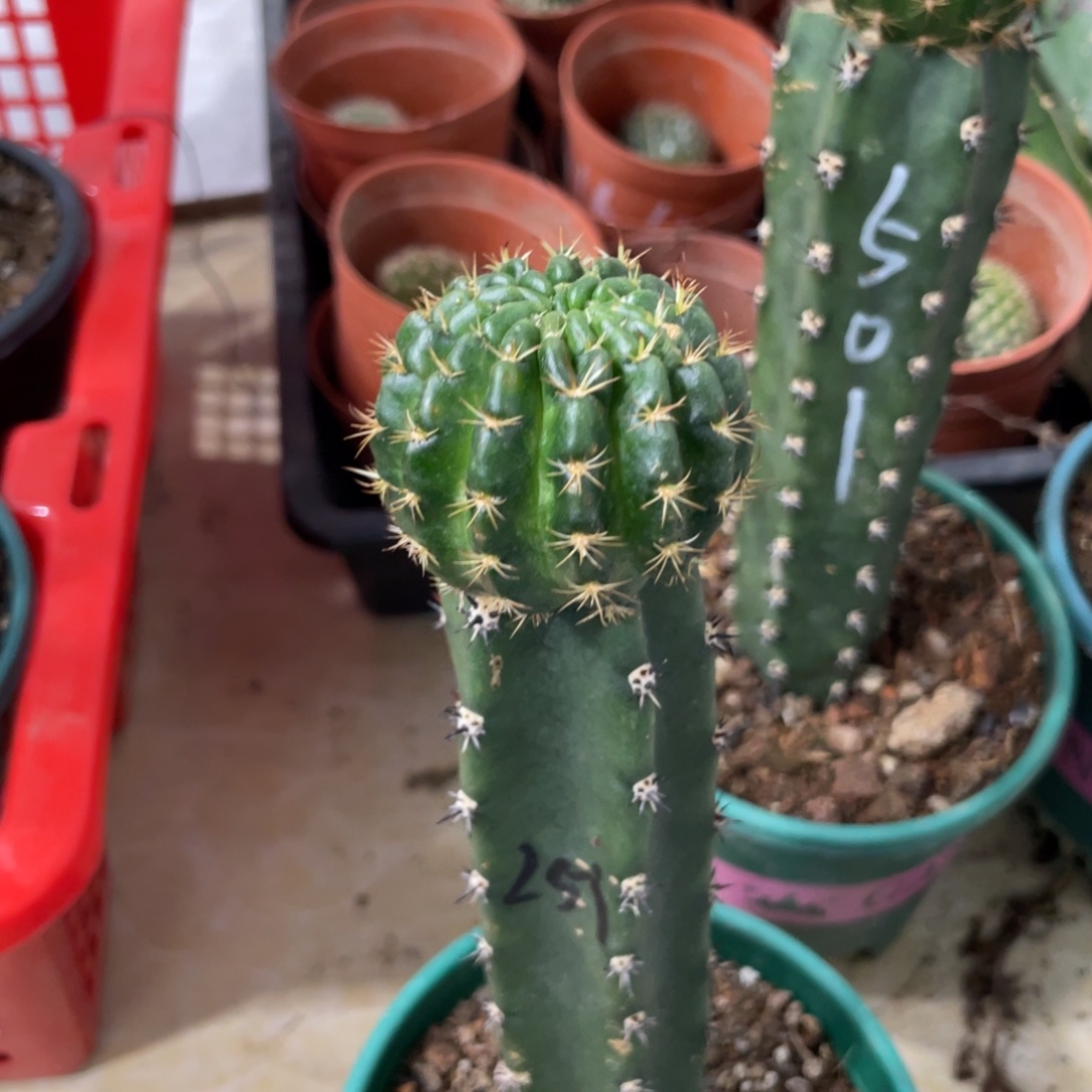新品丽花L51袖铺母本