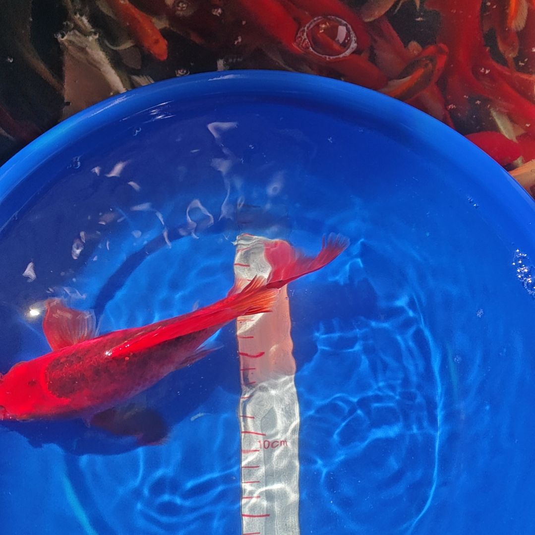 中国大陆冷水观赏鱼蝴蝶鲤