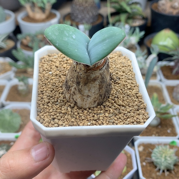 蕾丝灯台百合带盆2.8cm