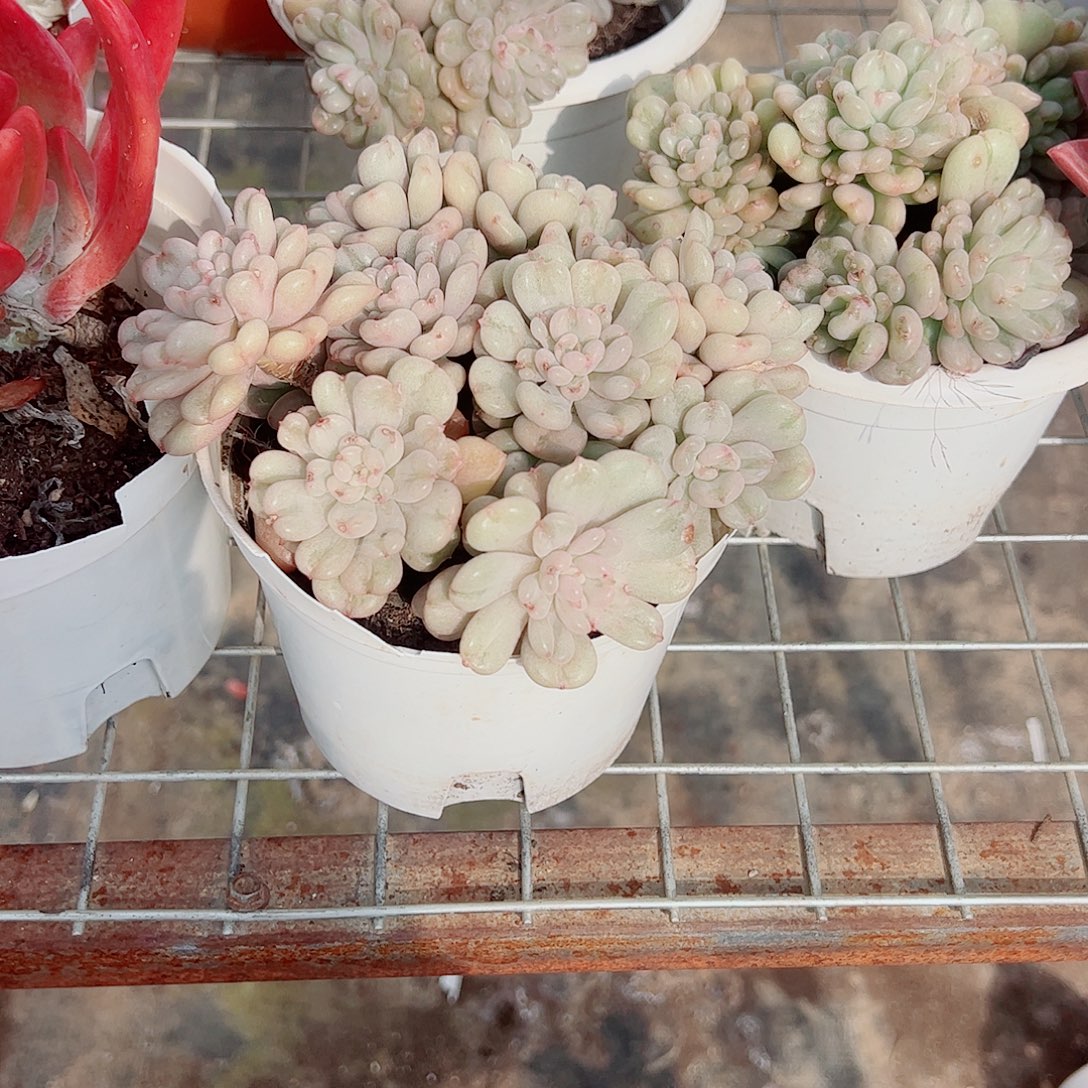 比尔盖茨多头群生