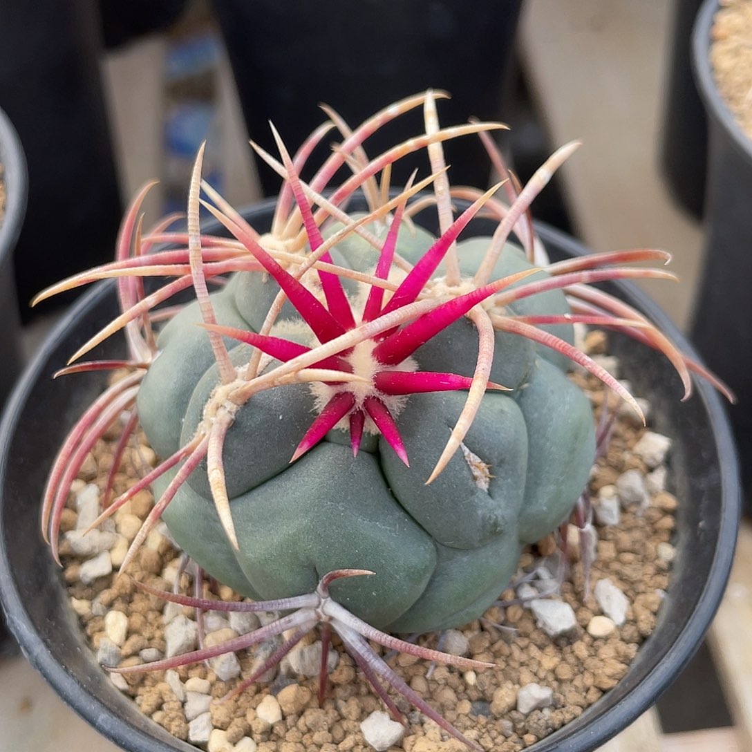 仙人球瘤玉属太刺绯冠龙5.5厘米