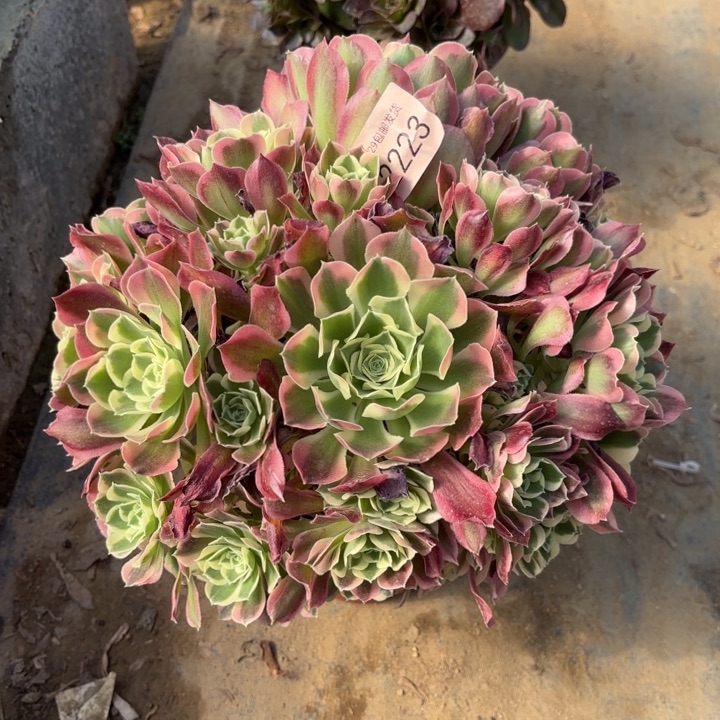 白凤多肉法师2223