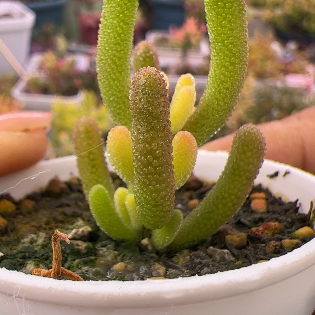 多肉植物枝干钻石黄化锦