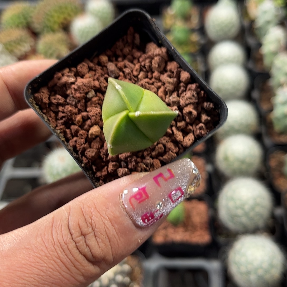 三角鸾凤玉单头发货单头发