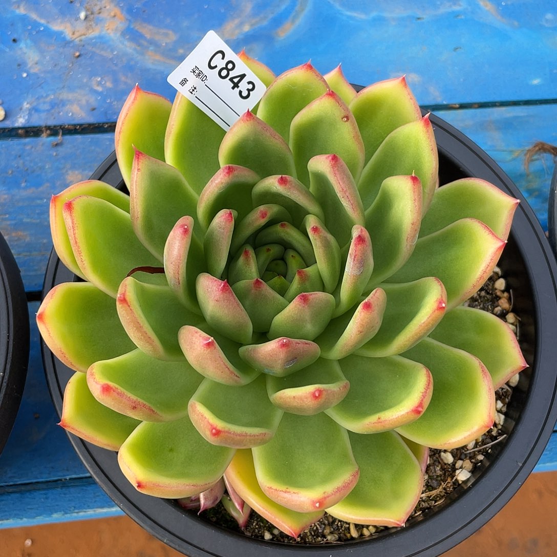 若如东云单拍C843