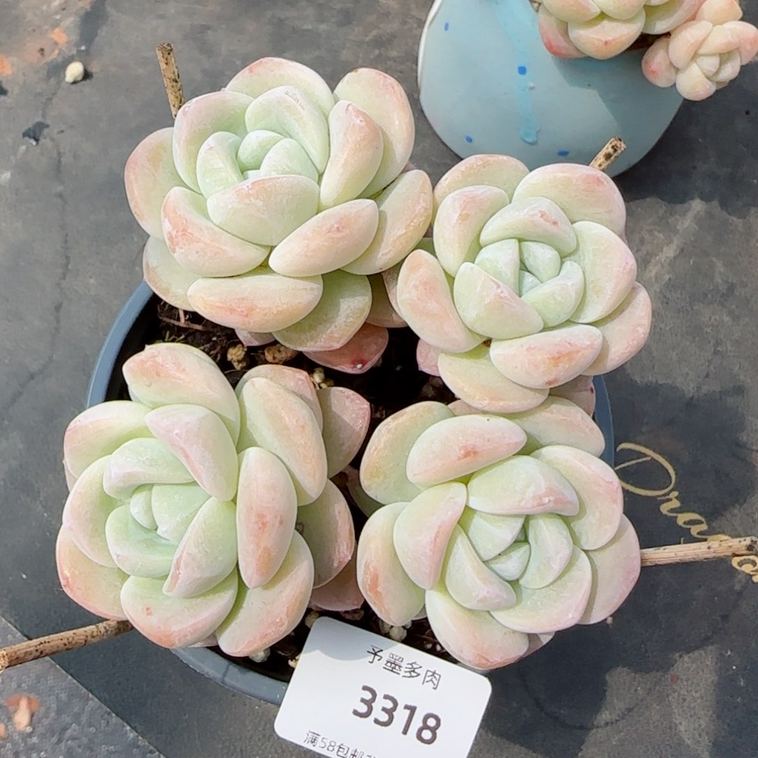 长杆冰玉无砍，3318多肉