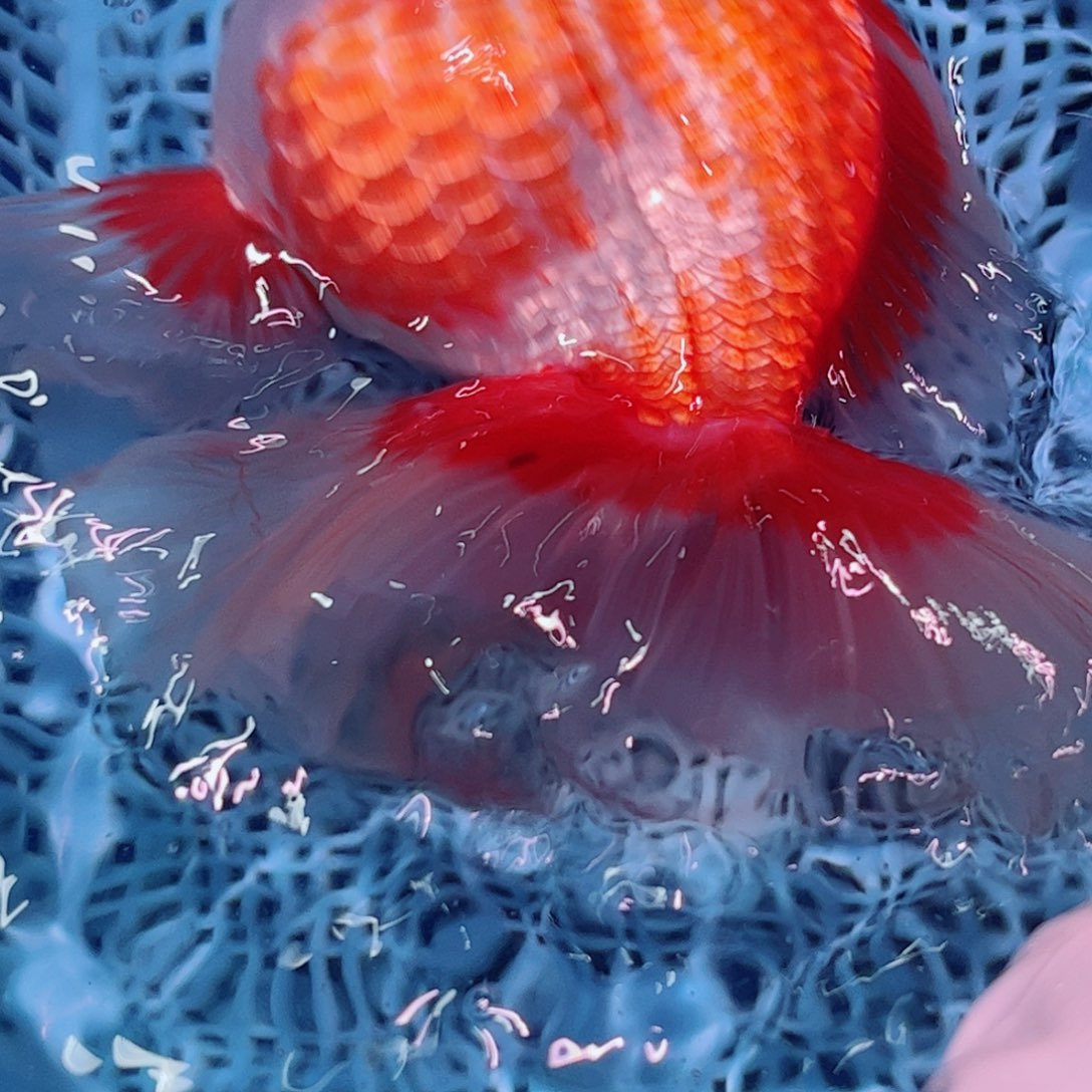 狮头鱼直播间一物一拍