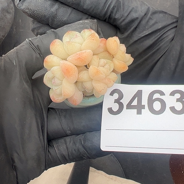 静***开3463，五头冰玉带盆发