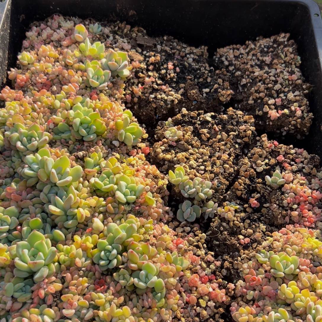 423大热的小伙伴们快去看看这位