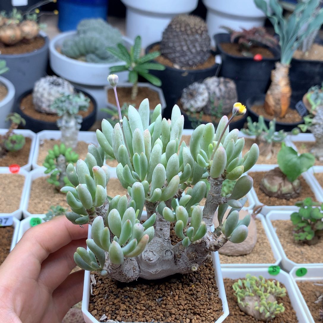 老桩卡拉菲厚敦菊母本多肉脱土