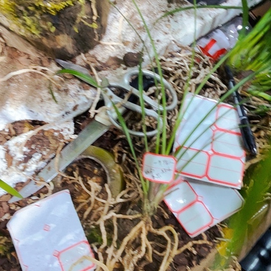 无花朵越南美花虎兔女兰
