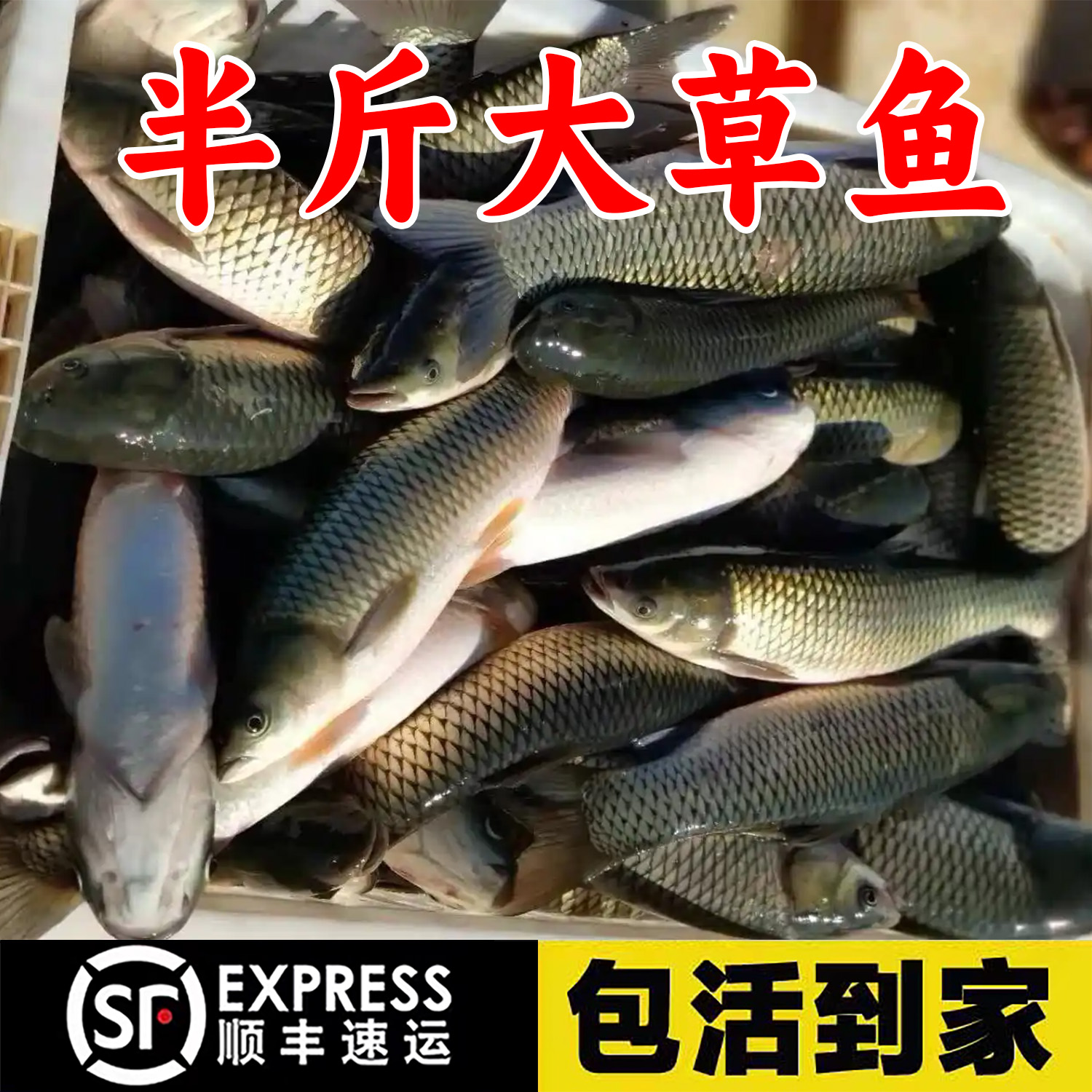 优质草鱼大规格半斤皖鱼饲料白鲢鱼螺丝鲫鱼包活