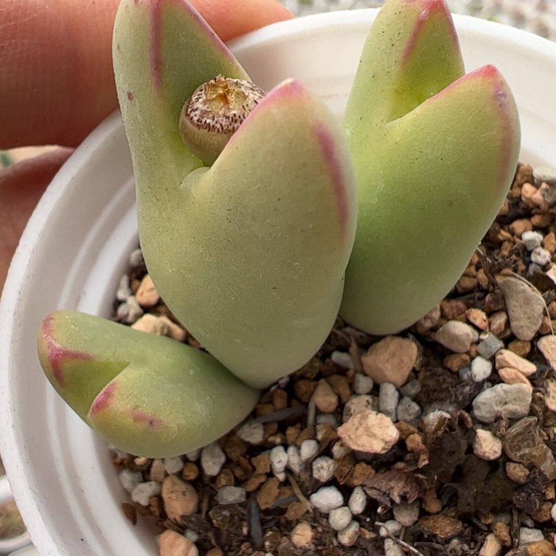 皮卡丘多肉植物百科7