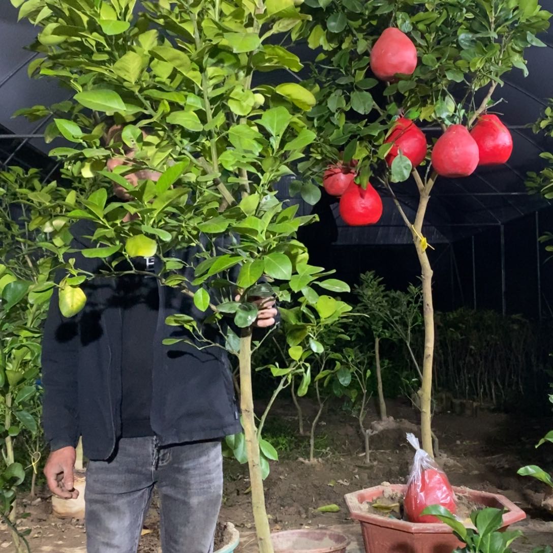 泰国暹罗红柚一棵