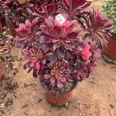 6-95丽娜朵朵处理不售后多肉