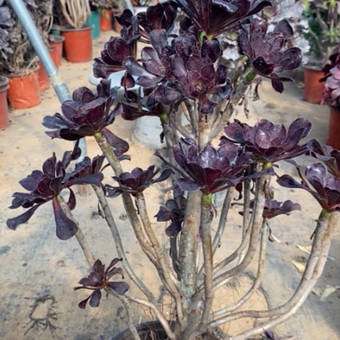 圆叶多肉植物080