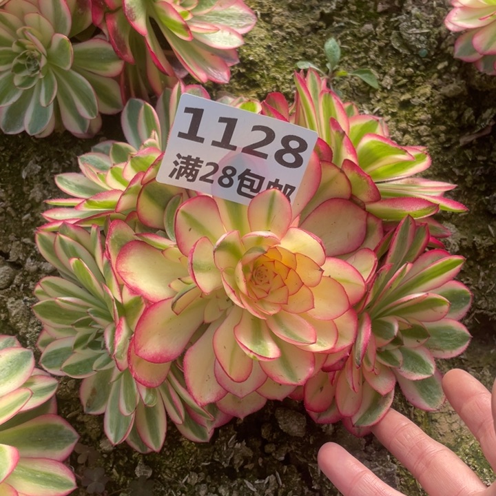 1128二号棚倾城多肉植物F