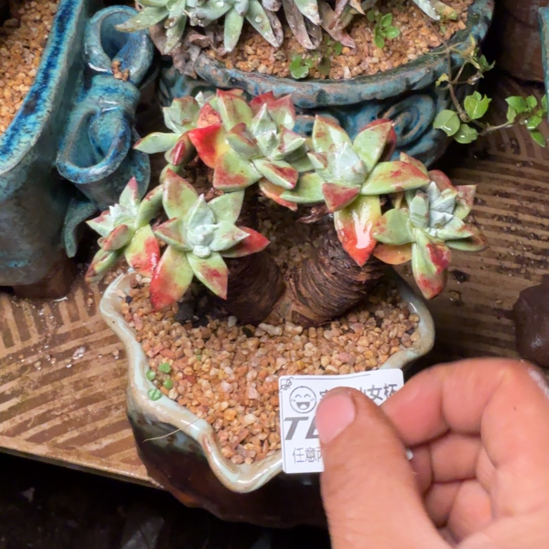 2016法瑞诺莎苹果叶多肉