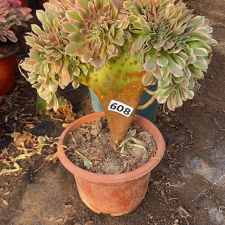 608女神缀化老板子法师