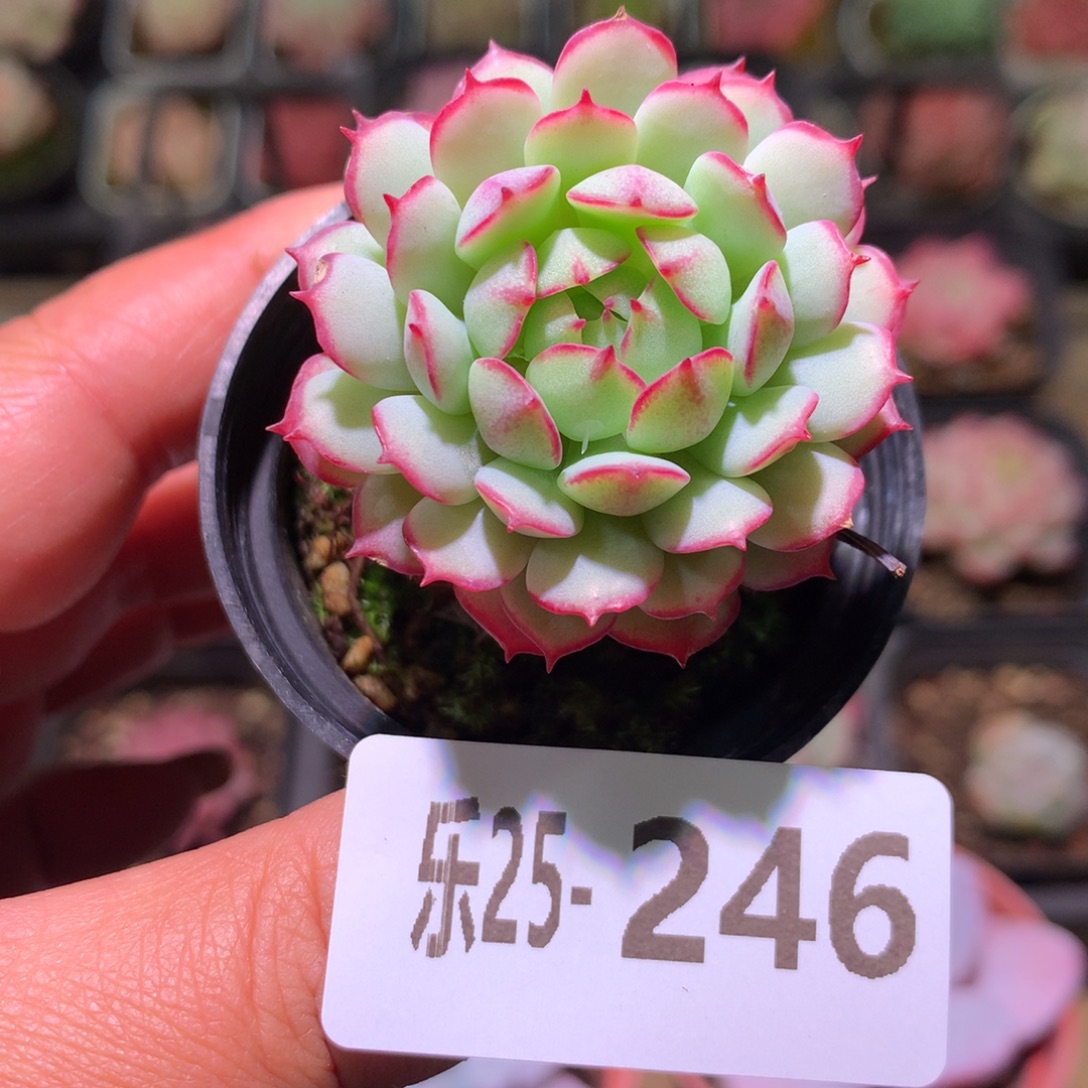 乐然25-246 桃花雨 