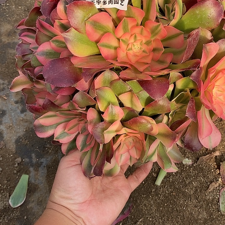 多肉植物香妃286多肉