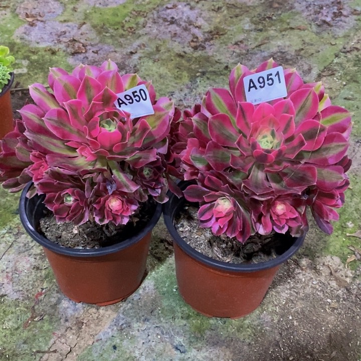 粉女巫两颗多肉植物950.951